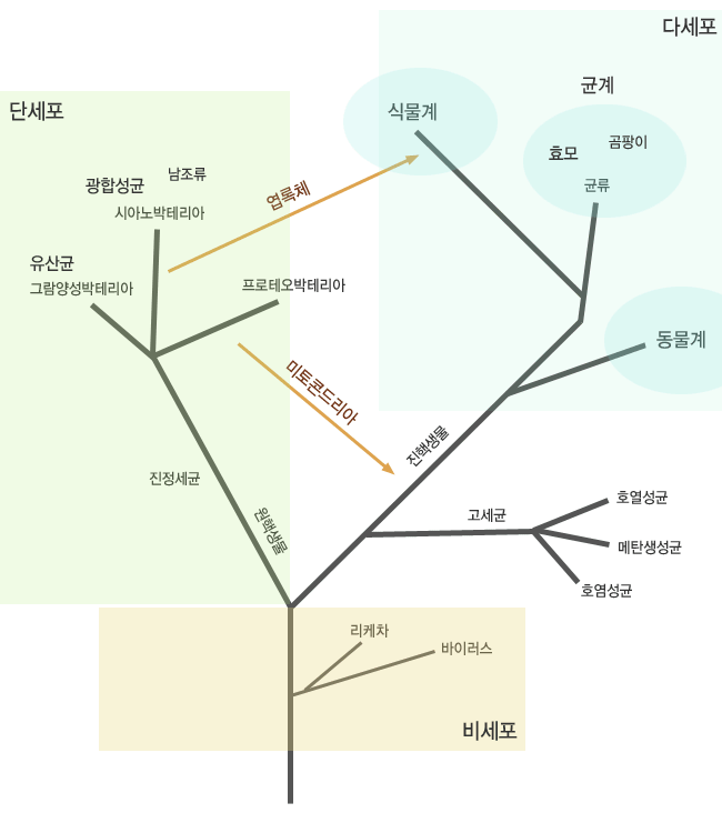 효모 세포 다이어그램