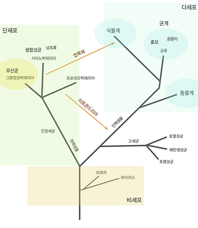 고세균 구조